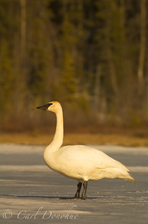Trumpeter swan on ice, a frozen lake, spring, Wrangell - St. Elias National Park, Alaska.