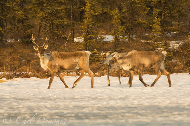 Caribou cow and 2 calves on frozen lake, ice and the snow in the winter, Nelchina herd, Wangell - St. Elias National Park, Alaska/