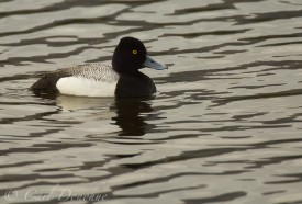 A male Greater Scaup.