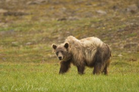 Grizzly Bear (Usus arctos), Chitistone Pass, Wrangell - St. Elias National Park, Alaska.