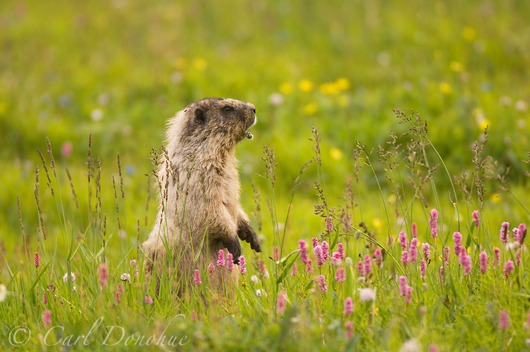 Hoary Marmot (Marmota caligata), in alpine meadow near Chitistone Pass, Wrangell - St. Elias National Park, Alaska.