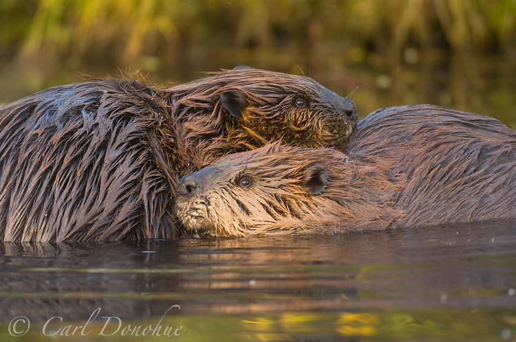 2 beaver grooming each other in a pond, fall or autumn, Wrangell - St. Elias National Park and Preserve, Alaska. (Castor canadensis)