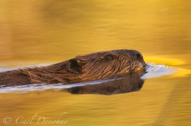 A beaver swimming in a small pond in Wrangell - St. Elias National Park and Preserve, Alaska. (Castor canadensis).