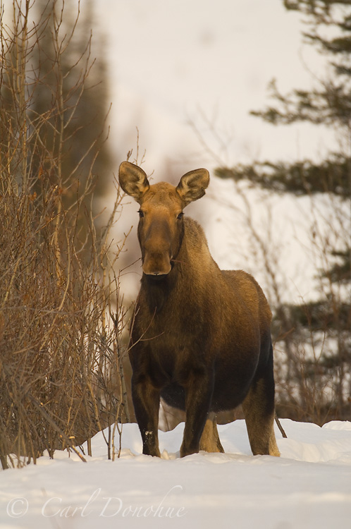Cow moose in snow, Wrangell - St. Elias National Park