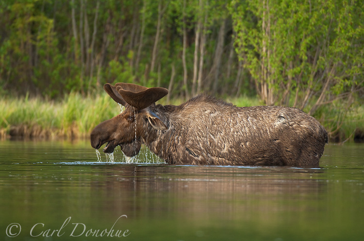 A bull moose browses aquatic plants in Long Lake, early summer, water dripping from his velveted antlers. Wrangell - St. Elias National Park and Preserve, Alaska. (Alces alces)