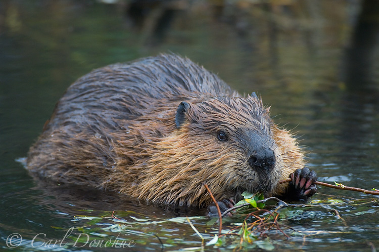 Adult beaver browsing on willow branches in a pond, Wrangell - St. Elias National Park, Alaska. (Castor canadensis)