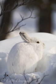 Snowshoe hare, winter molt, camouflage on snow, Wrangell - St. Elias National Park, Alaska. (Lepus Americanus)