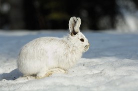 A snowshoe hare, molting in spring.