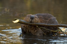 Beaver hauling wood, stores for the winter - willow branches in a small pond, Wrangell - St. Elias National Park, Alaska. (Castor canadensis)