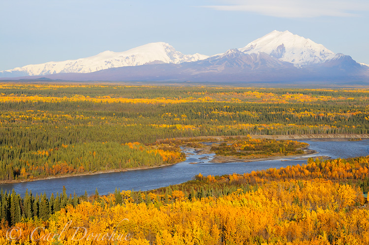 Fall in Wrangell - St. Elias National Park brings rich colors to the boreal forest. The poplars and aspen, along with stands of birch trees turn gold and yellow. Behind the Copper River lies Mt Sanford and Mt Drum. Forest of the Copper River Basin, Wrangell - St. Elias National Park and Preserve, Alaska.
