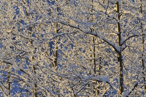 Fresh snow covers the branches and trunks of these young Balsam Poplar (Black Cottonwood, Populus trichocarpa) trees in Wrangell - St. Elias National Park and Preserve, Alaska.