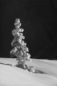 Black and white photo of a snow covered spruce tree in winter, Wrangell - St. Elias National Park, Alaska.