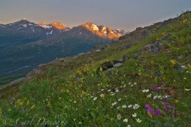 Wildflowers, including dwarf fireweed (Epilobium latifolium), Frigid Arnica (Arnica frigida), Monkshood (Aconium delphinifolium) and Coastal Fleabane (Erigeron peregrinus) bloom on a hillside in the Chugach Mountains, Wrangell St. Elias National Park, Alaska.