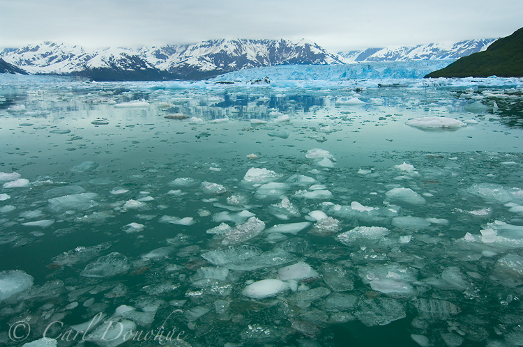 Icebergs in Disenchantment Bay and the Hubbard Glacier, Wrangell - St. Elias National Park, Alaska.
