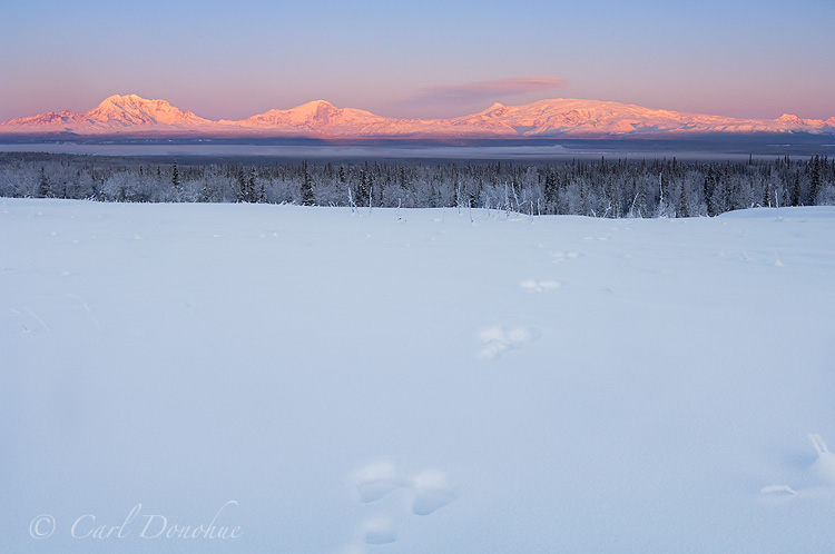 Photo of Mount Drum, Mount Sanford, Mount Wrangell and Mount Zanetti, of the Wrangell Mountains. Snowshoe hare tracks lead toward the mountains. In winter the the mountains catch wonderful soft alpenglow, and the resulting colors are quite a sight. The snow covered trees of the frozen boreal forest add to the mood. Mount Wrangell, Mount Zanetti, over the Copper River Basin, Wrangell - St. Elias National Park and Preserve, Alaska.