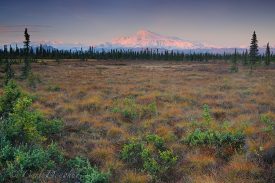 Fall colors on the tundra and alpenglow on the face of Mt Sanford at dawn, Wrangell - St. Elias National Park and Preserve, Alaska.
