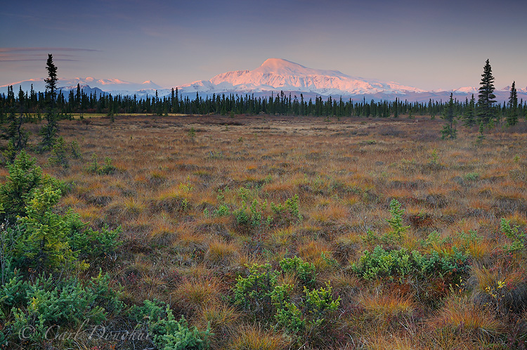 Fall colors on the tundra and alpenglow on the face of Mt Sanford at dawn, Wrangell - St. Elias National Park and Preserve, Alaska.