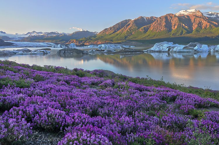 Wildflowers (Wild Sweet Pea, Hedysarum Mackenzii) and icebergs, Nizina Lake and Nizina Glacier, Wrangell - St. Elias, Alaska.