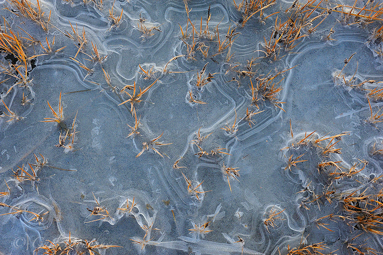 Ice patterns and dead grasses at freeze-up, late fall, on a small stream near Icy Bay, Wrangell - St. Elias National Park and Preserve, Alaska.