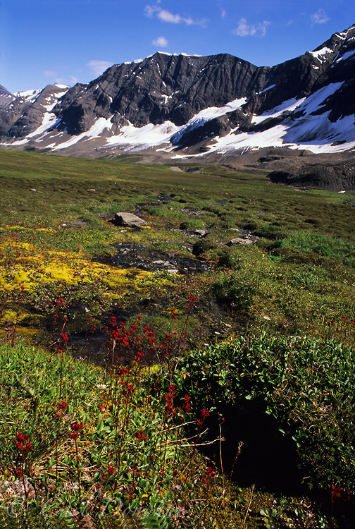 Red Grasses in unnamed Valley, Wrangell-St. Elias National Park, Alaska.