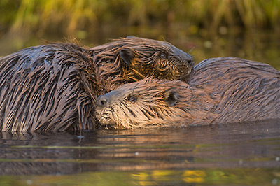 2 beaver together, wildlife photos, Wrangell St. Elias Park, Alaska.