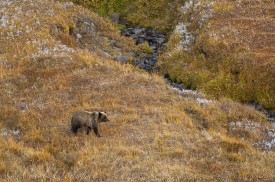 A young grizzly bear walks across the alpine tundra in search of food, not long before hibernation Wrangell-St Elias National Park, Alaska.