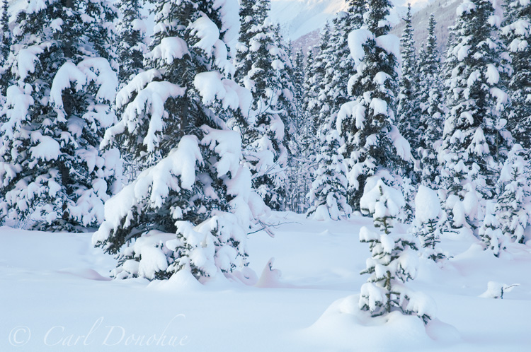 White spruce trees in winter, Alaska.