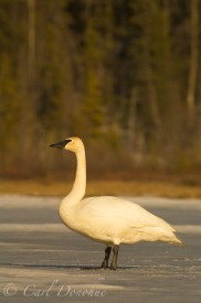 Trumpeter swan on ice, a frozen lake, spring, Wrangell-St. Elias National Park, Alaska.