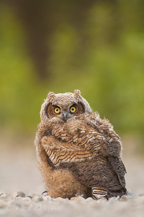 Great Horned Owl chick (owlet - Bubo virginianus), in Wrangell-St. Elias National Park and Preserve, Alaska.