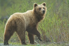 Grizzly Bear, Ursus arctos.