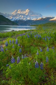 Lupine and Mt. St. Elias, Icy Bay, Wrangell-St. Elias National Park and Preserve, Alaska.