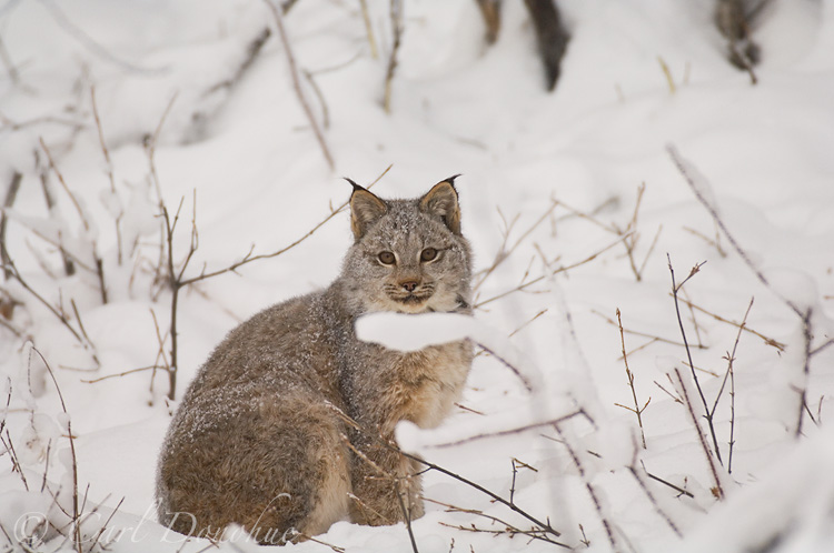 A female Canada Lynx in snow