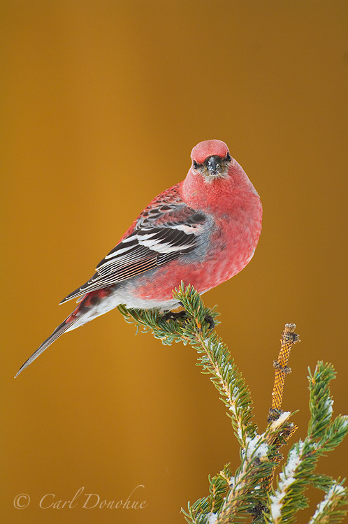A photo of a male Pine Grosbeak (Pinicola enucleator), perched on a small spruce tree in Wrangell-St. Elias National Park and Preserve, Alaska.