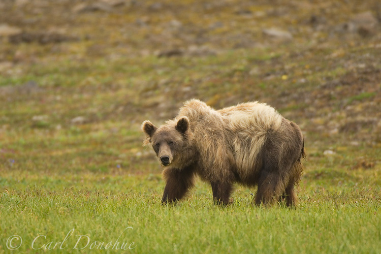 Grizzly Bear (Usus arctos), Chitistone Pass, Wrangell-St. Elias National Park, Alaska.