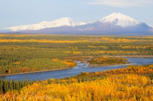 Fall in Wrangell-St. Elias National Park brings rich colors to the boreal forest. The poplars and aspen, along with stands of birch trees turn gold and yellow. Behind the Copper River lies Mt Sanford and Mt Drum. Forest of the Copper River Basin, Wrangell-St. Elias National Park and Preserve, Alaska.