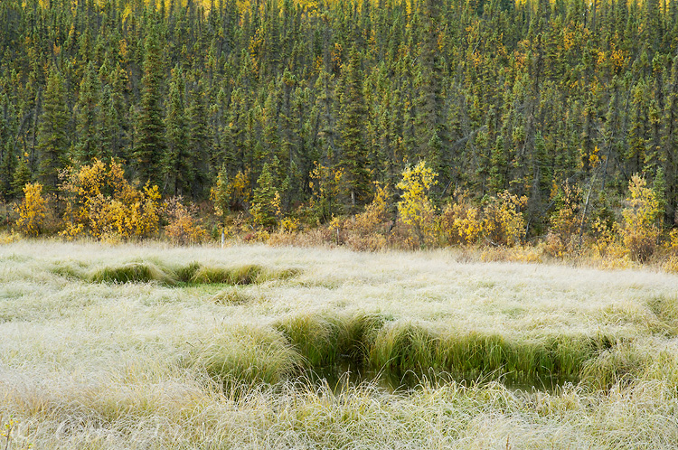 Frost on grasses, fall colors and a spruce forest on a chilly autumn morning. This image was taken off the McCarthy Road, Wrangell-St. Elias National Park, Alaska.