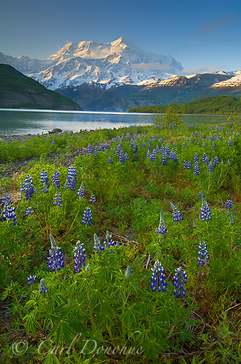 icy bay, Lupine and Mt. St. Elias, Wrangell St. Elias National Park, Alaska.