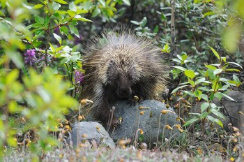 An American Porcupine, Erethizon dorsatum, in Wrangell-St. Elias National Park and Preserve, Alaska.