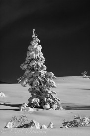 Snow covered spruce tree in winter, on Bonanza ridge, Wrangell-St. Elias National Park, Alaska.