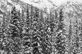 The boreal forest in winter, snow covered spruce trees, Wrangell-St. Elias National Park Alaska.