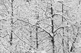 Poplar trees under fresh snow in Wrangell-St. Elias National Park Alaska.