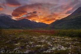 Alpine tundra, reindeer lichens and Common fireweed, sunset, near Tebay lakes, Chugach Mountains, Wrangell-St. Elias National Park and Preserve, Alaska.