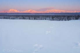 Photo of Mount Drum, Mount Sanford, Mount Wrangell and Mount Zanetti, of the Wrangell Mountains. Snowshoe hare tracks lead toward the mountains. In winter the the mountains catch wonderful soft alpenglow, and the resulting colors are quite a sight. The snow covered trees of the frozen boreal forest add to the mood. Mount Wrangell, Mount Zanetti, over the Copper River Basin, Wrangell-St. Elias National Park and Preserve, Alaska.