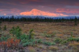 Sunrise over Mt. Sanford, fall foliage in the tundra and boreal forest in the foreground, Wrangell-St. Elias National Park and Preserve, Alaska.