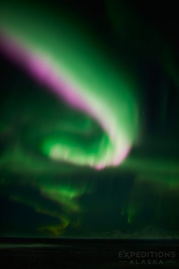 The northern lights soar over Mt Drum and the Wrangell mountains.