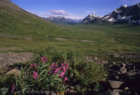 Dwarf fireweed (Epilobium latifolium) blooms among the lush green vegetation of this broad alpine valley in the Chugach Mountains, Wrangell-St. Elias National Park, Alaska.